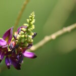 Rauchen aufhören mit Kudzu